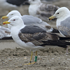 3cy graellsii LBBG in June, ringed in the Netherlands. (135385 bytes)